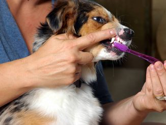 Dog Oral Hygiene