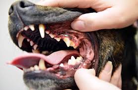 Dog Oral Hygiene